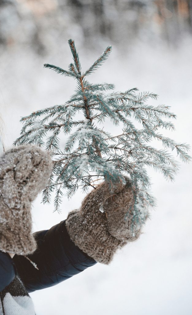 Aicina pēc svētkiem eglītes neizmest sadzīves atkritumos un no tām atbrīvoties videi draudzīgā veidā