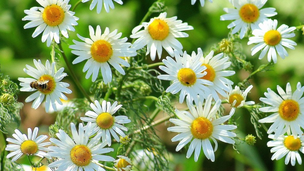 SIA “Eco Baltia vide” klientu apkalpošanas centru un atkritumu šķirošanas laukumu darba laiks Līgo svētkos