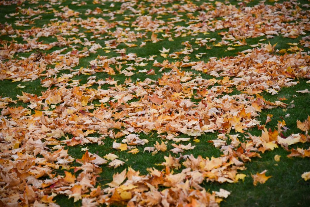 Informācija par koku un krūmu lapu nodošanu