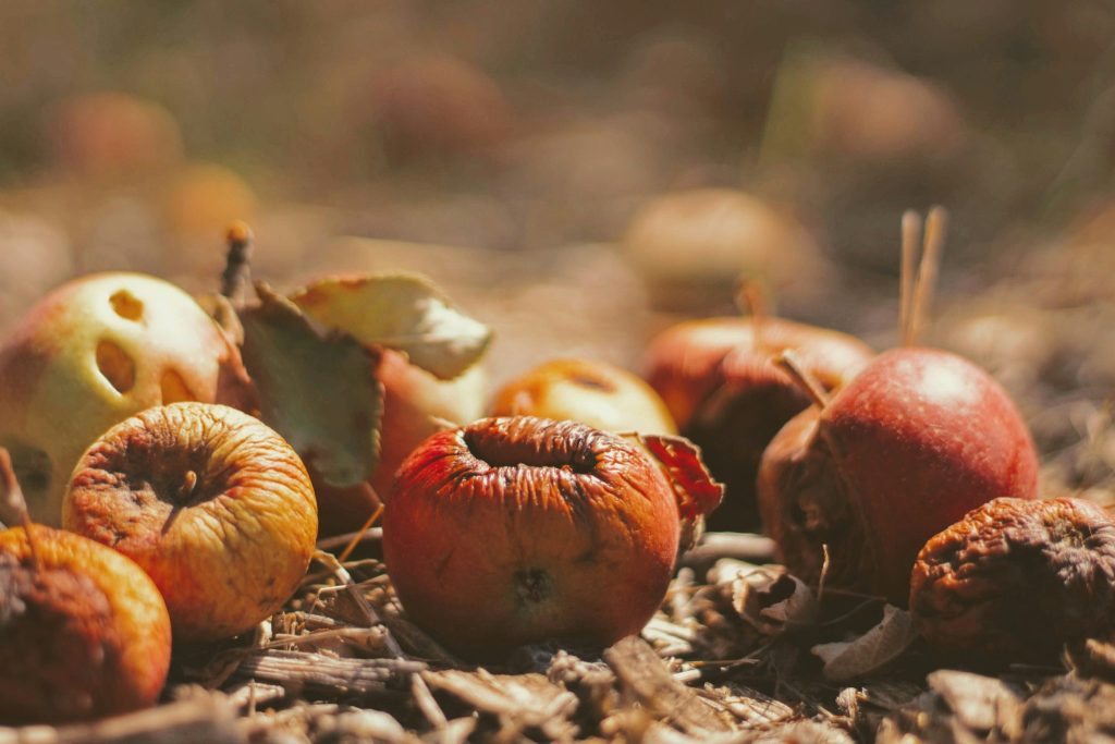 Ko iesākt ar rudens ražas pārpalikumiem un dārza bioloģiskajiem atkritumiem?
